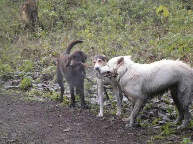 Fotos/VervolgI-nest/vervolg/Pyro/P1130554[1].JPG